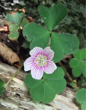 Woodsorrel montaña (Oxalis montana) PictureThis