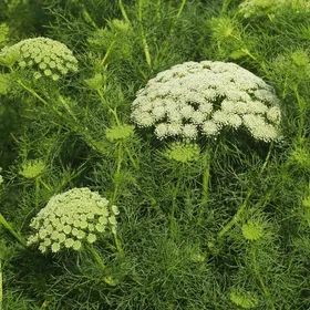 レースフラワーの判定方法 (Ammi majus)