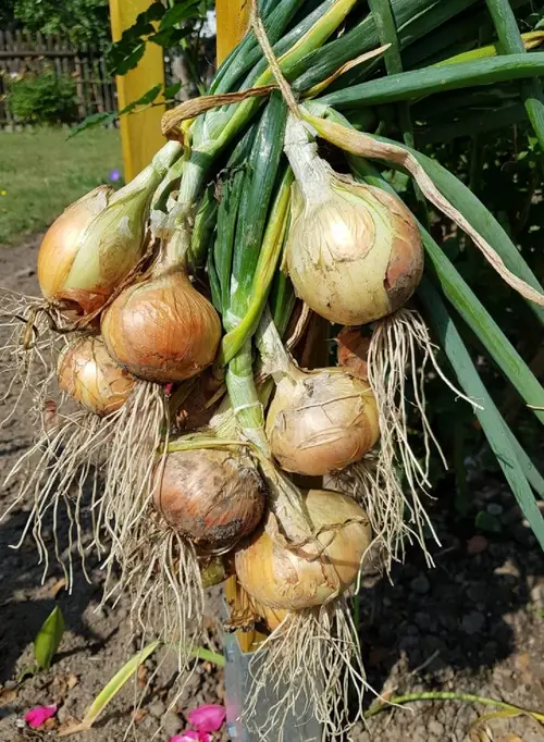 Garden onion 'Sturon'
