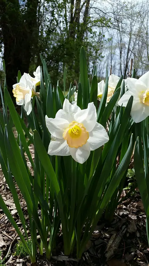 Daffodils 'Passionale'