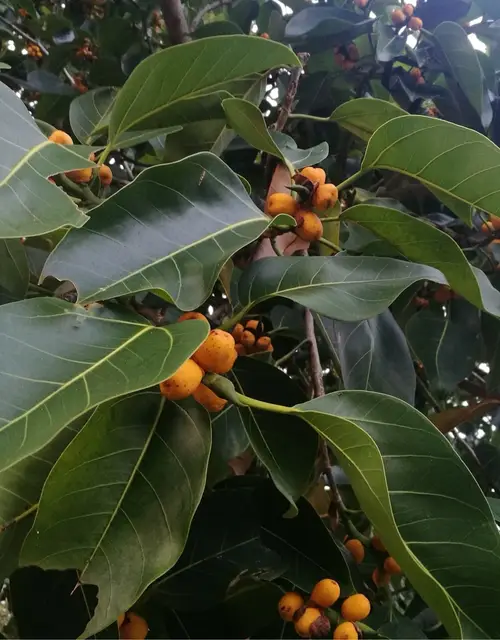 Ficus altíssima