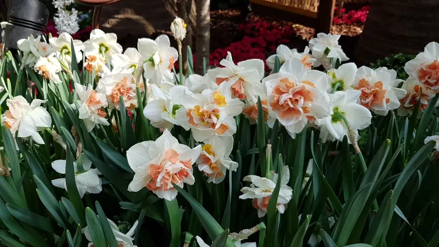 Daffodils 'Delnashaugh'