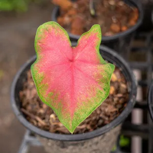 Elefantenohr - Caladium bicolor (Pflege, Merkmale, Invasiv, Bilder, Giftig)