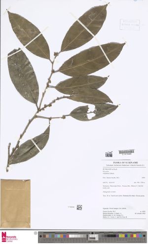 Cómo cultivar y cuidar una Drypetes variabilis