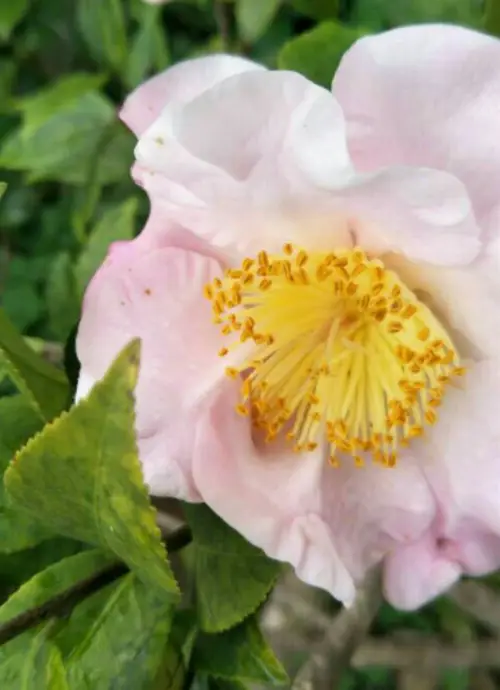 Japanese camellia 'April Blush'