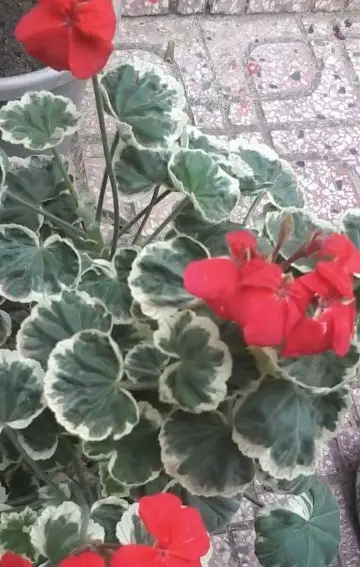 Pelargonium × hortorum 'Caroline Schmidt'