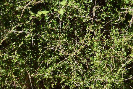 Coprosma rigida - PictureThis