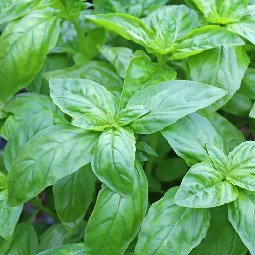 羅勒 (Ocimum basilicum) 照顧，種植，繁殖，開花時間 - PictureThis