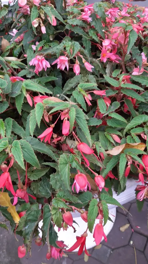 Begonia boliviensis 'Mistral Pink'