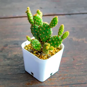 kleiner süßer kaktus Mini Kaktus Set 9 Kakteen Ø5,5cm 10cm Zimmerpflanze kaufen
