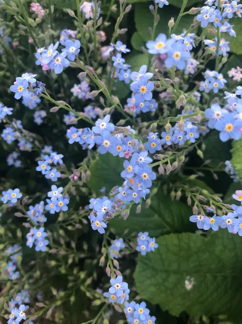Strict forget-me-not