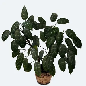Chinese evergreen - Aglaonema commutatum (Care, Characteristics, Symbolism,  Images, Toxic)