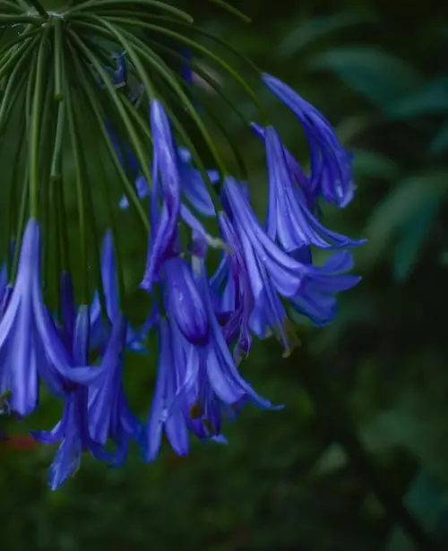 African-lily 'Purple Cloud'