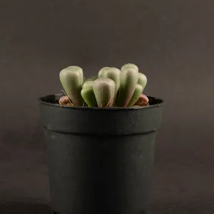 フェネストラリア属 (Fenestraria) - PictureThis