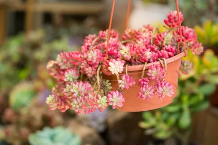 How to Grow and Care for Pink jelly bean