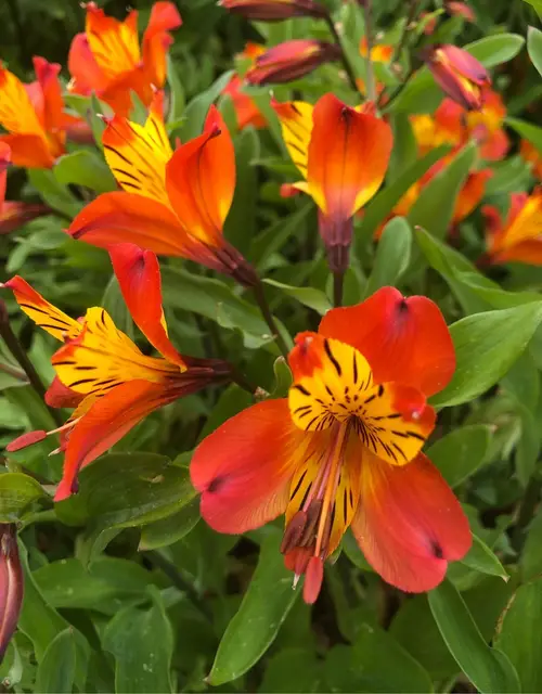 Lily of the incas 'Orange Glory'