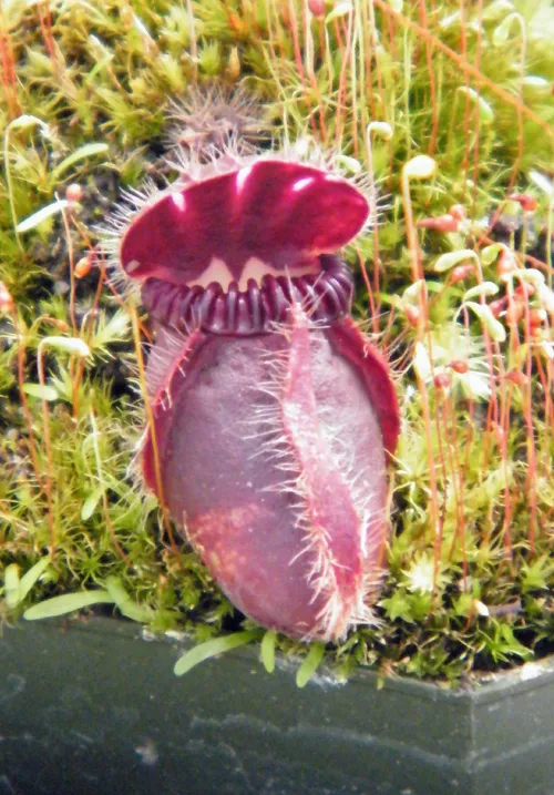 Cephalotus follicularis - PictureThis