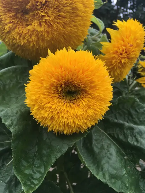 Bunga matahari berdaun nipis