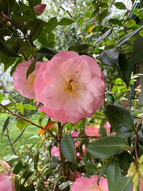 Japanese camellia 'Doctor Tinsley'