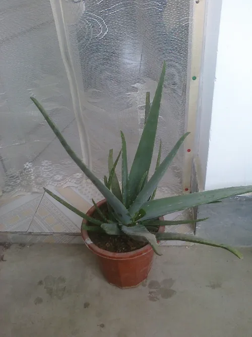 Chinese aloe - Aloe vera var. chinensis (Care, Characteristics, Flower,  Images, Toxic)