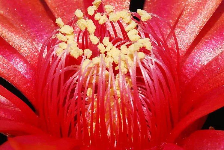 Gymnocalycium baldianum - PictureThis