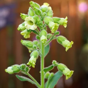 pruning tobacco plants How to Prune Aztec tobacco