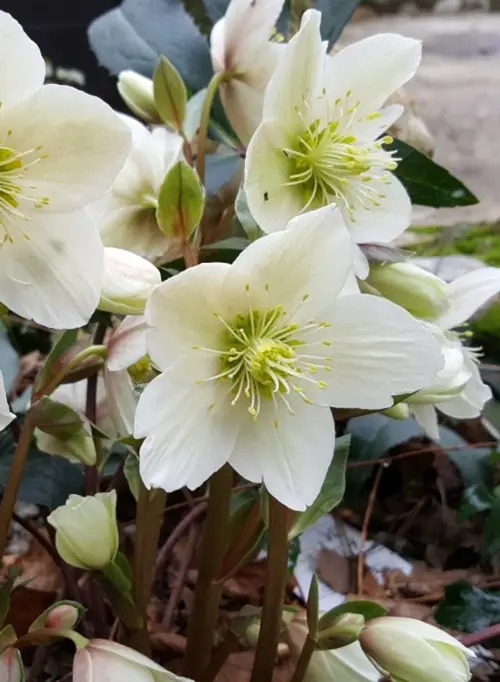 Hellebores 'Candy Love'