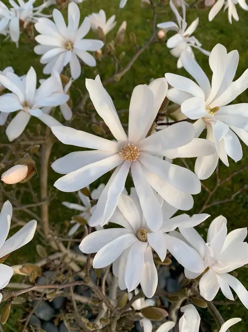 Magnolia × loebneri 'Encore'