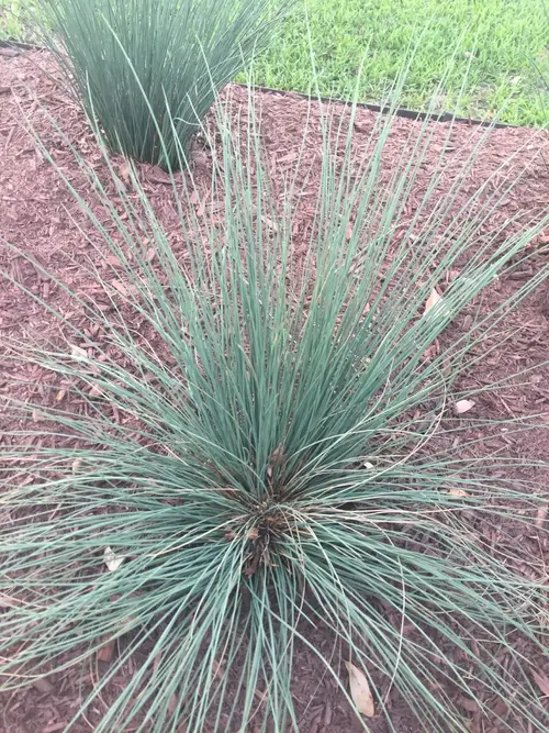 Gray clubawn grass