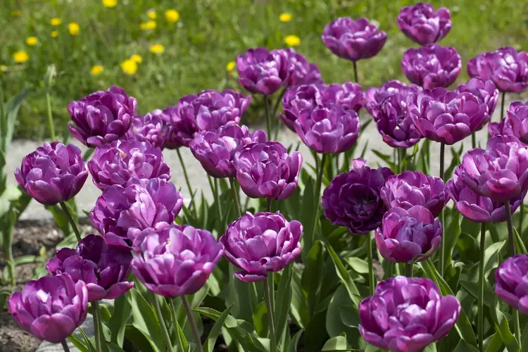 Tulips 'Lilac Perfection'
