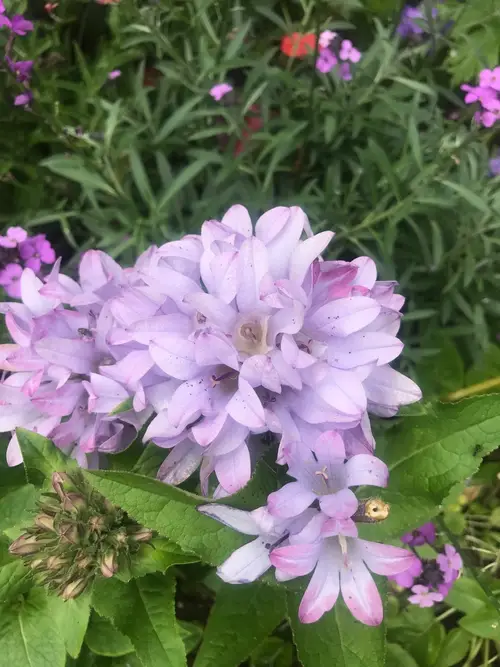 Clustered bellflower 'Caroline'