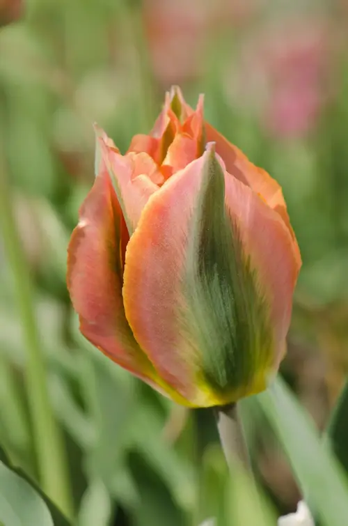 Tulips 'Green River'