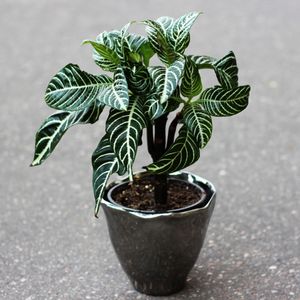 lucky indoor plants Lucky Plant Bundle