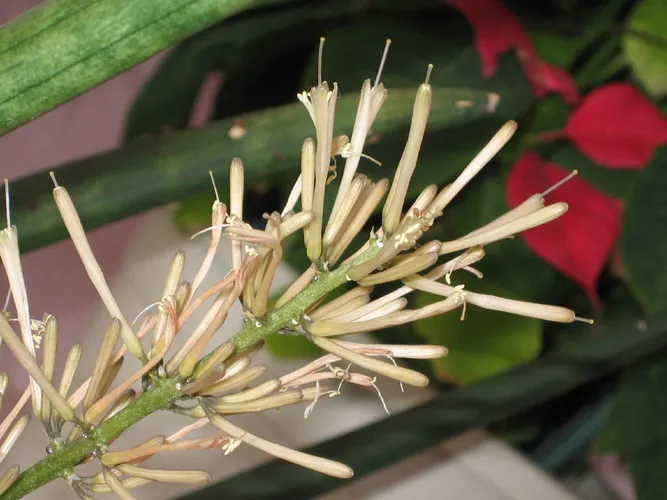 Ist Sansevieria cylindrica giftig?