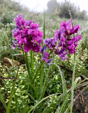 Purple Loco-Weed (Oxytropis lambertii) - PictureThis