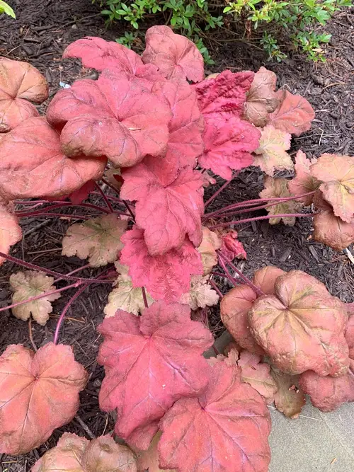 Coral bells 'Autumn Leaves'