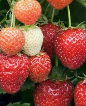 How to Grow and Care for Strawberry 'Elsanta'