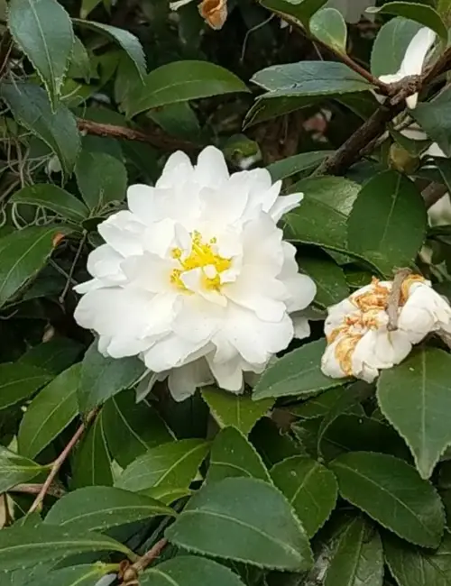 Camellia sasanqua 'Mine'