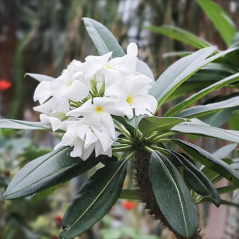 パキポディウム・ラメレイ（Pachypodium lamerei）の越冬方法