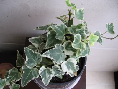 Algerischer efeu (Hedera algeriensis) - PictureThis