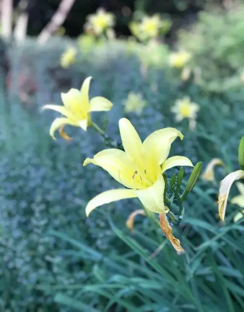 Daylilies 'Hyperion'