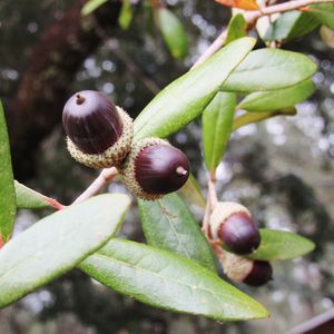 Cómo cultivar y cuidar una Encino siempreverde