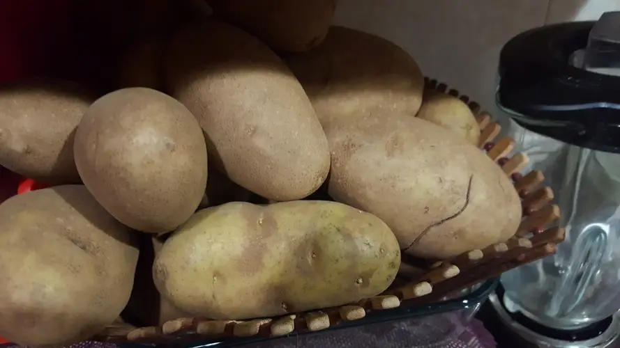 Potato 'Maris Piper'