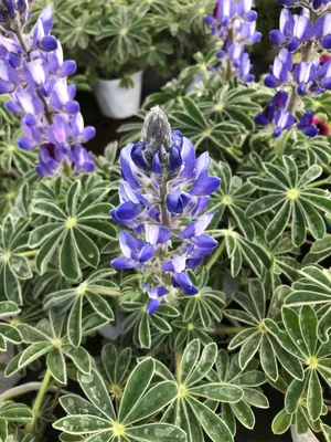 buy heather plants Heather 'Furzey' for Sale Online