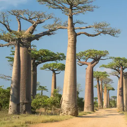 Afrikaanse Baobab