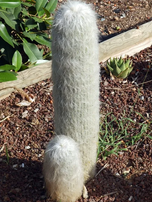 サボテン 翁丸 19cm 翁丸 | 叢 – くさむら – Qusamura
