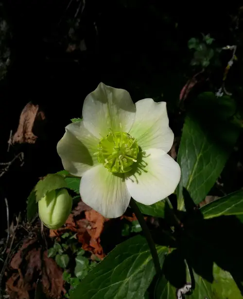 Helleborus × hybridus 'Pretty Ellen White'