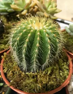 Where To Place Cone cactus In Feng Shui? (Characteristics, Direction, and  Companion Planting)