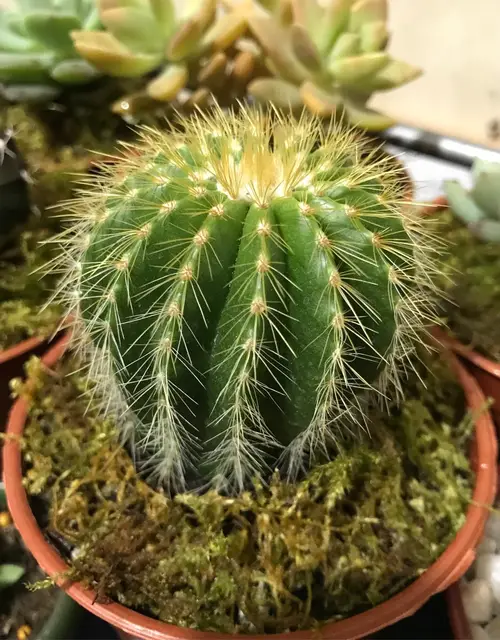Cone cactus