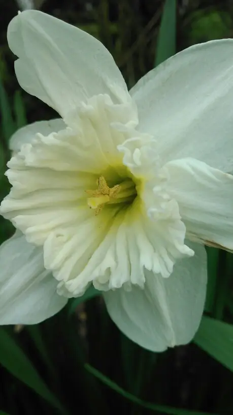 Daffodils 'Ice Follies'